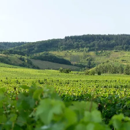 公寓 Moderne 70 Qm Mit Grosser Dachterrasse *